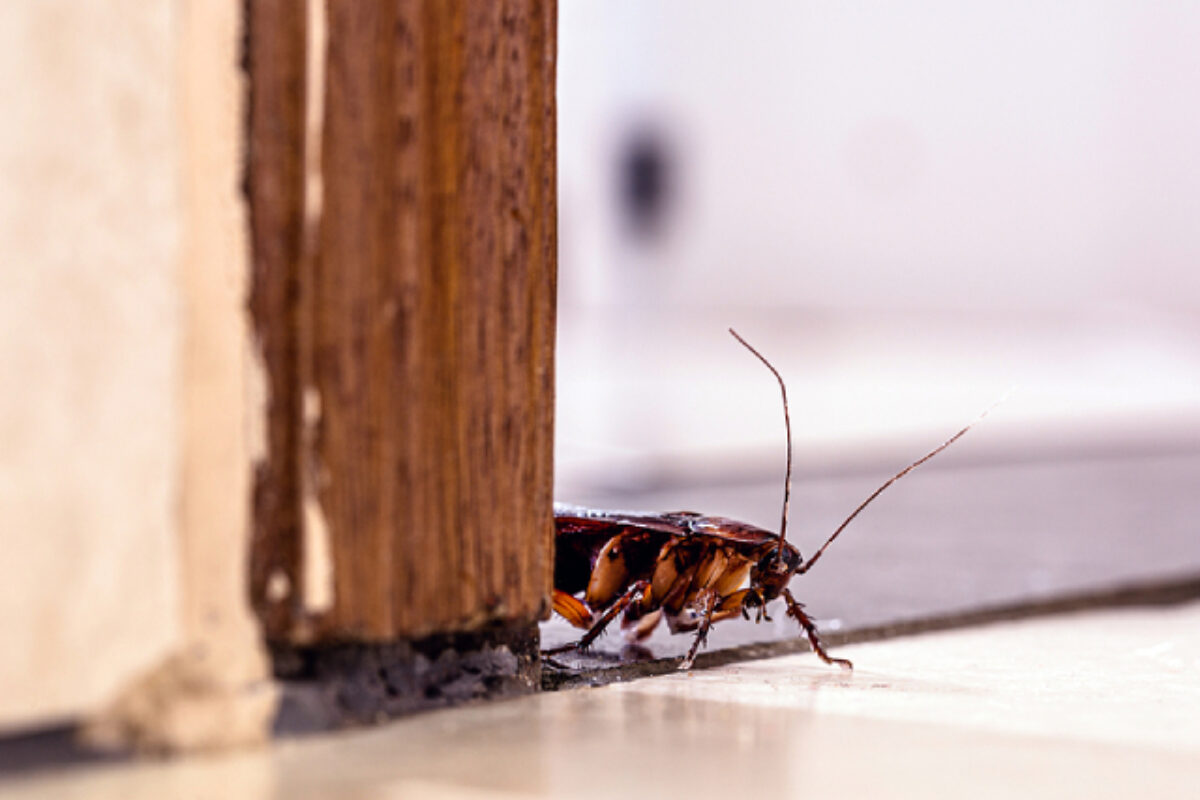 Cockroach Control: Why They Are So Difficult To Get Rid Of