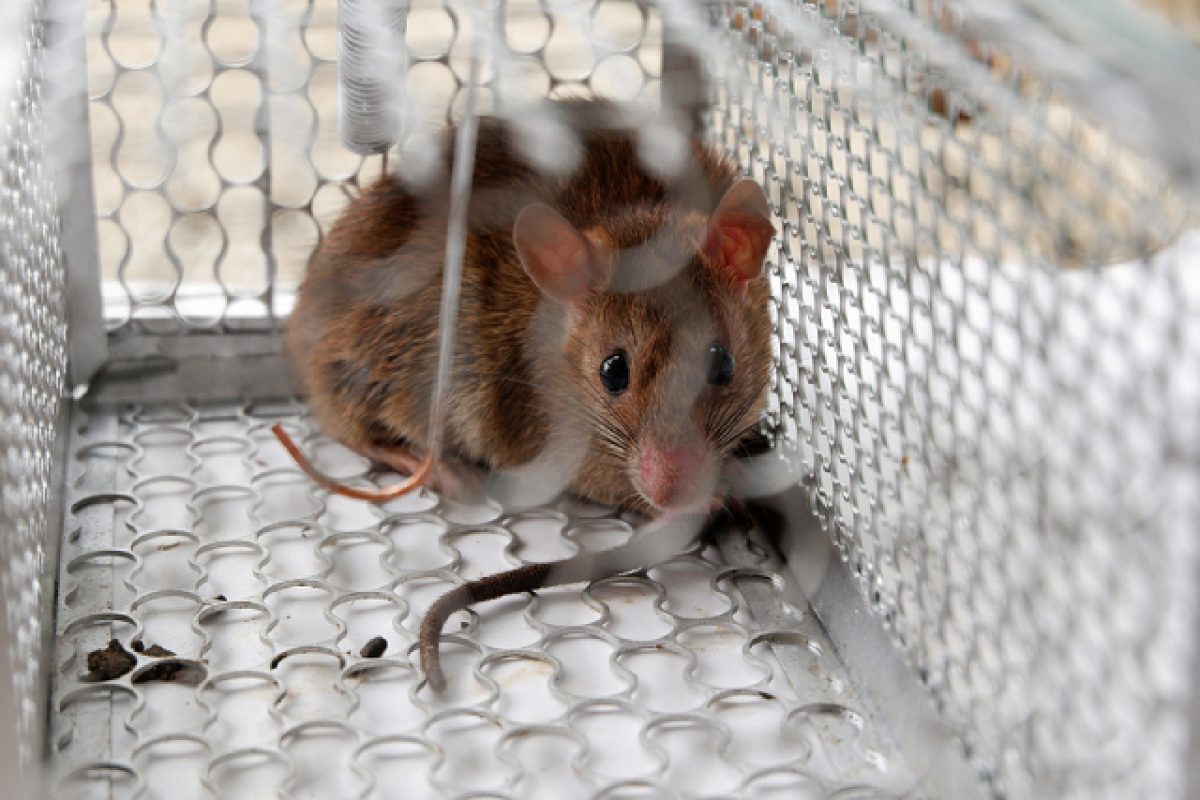 Common Culprits In A Home That Leads To A Rodent Infestation