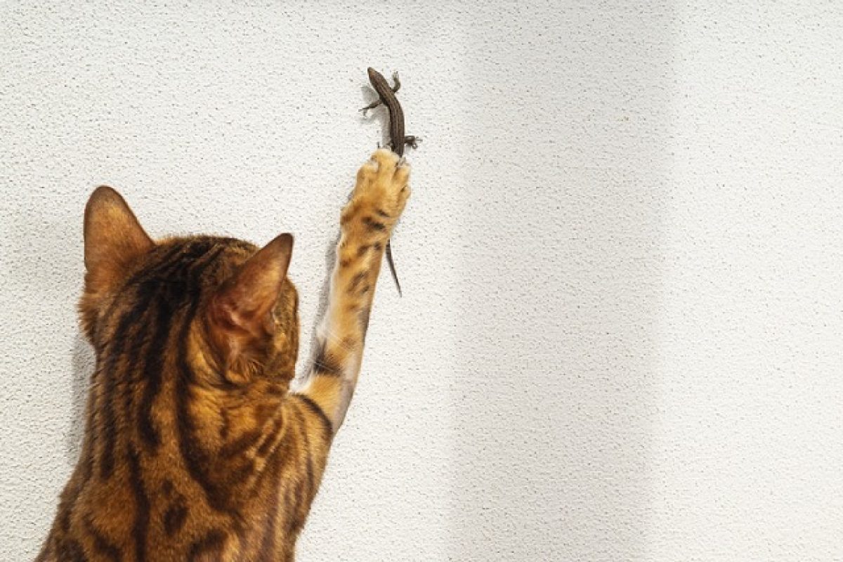 Common House Geckos: Managing These Menaces In Your Home