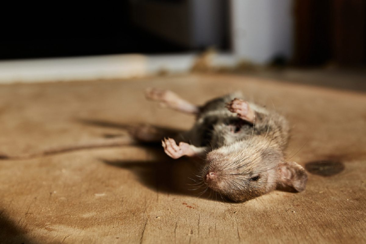 Dead Rodent In The House: How To Find And Get Rid Of It