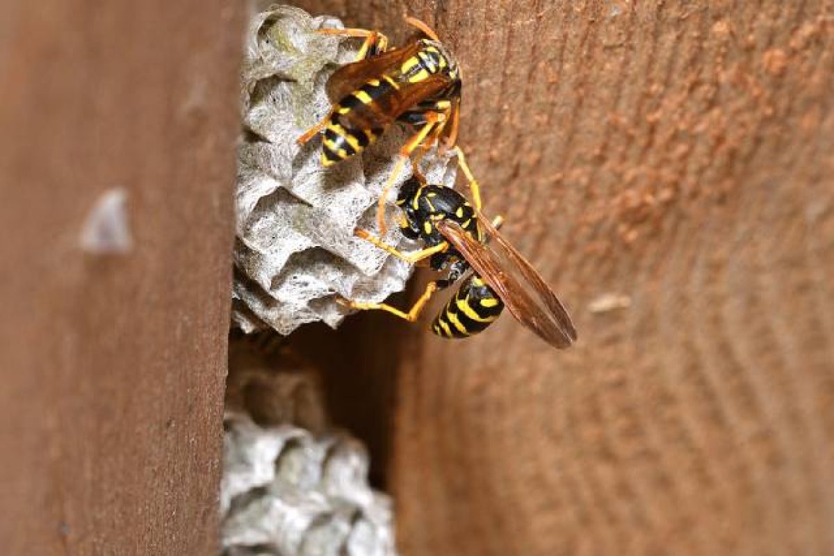 Dealing With Wasp Nests: DIY Or Professional Removal?
