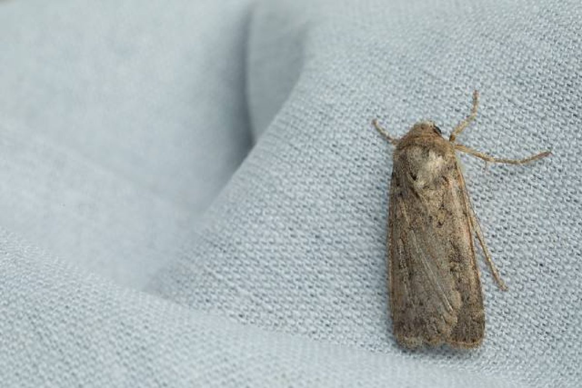 Deceptively Harmless: How Moths Can Cause Damage At Home