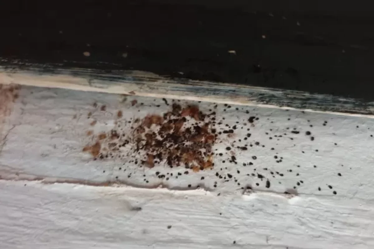 dont-let-the-bed-bugs-bite-3-health-dangers-to-be-aware-of