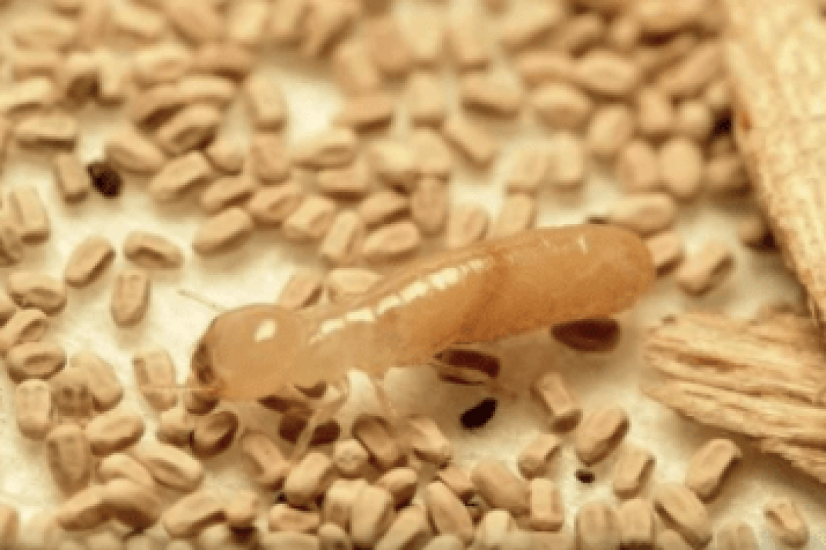 drywood-termites