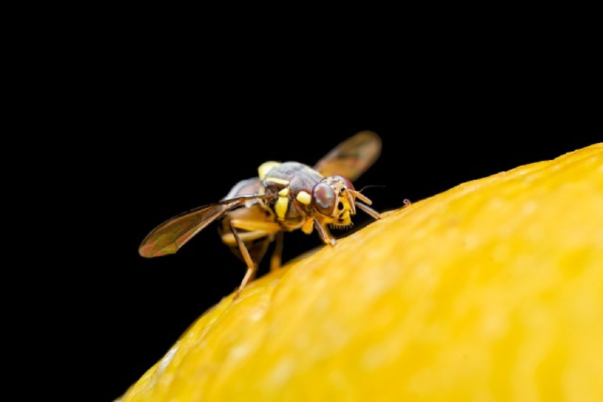 Effective Ways To Get Rid Of The Fruit Flies In Your House