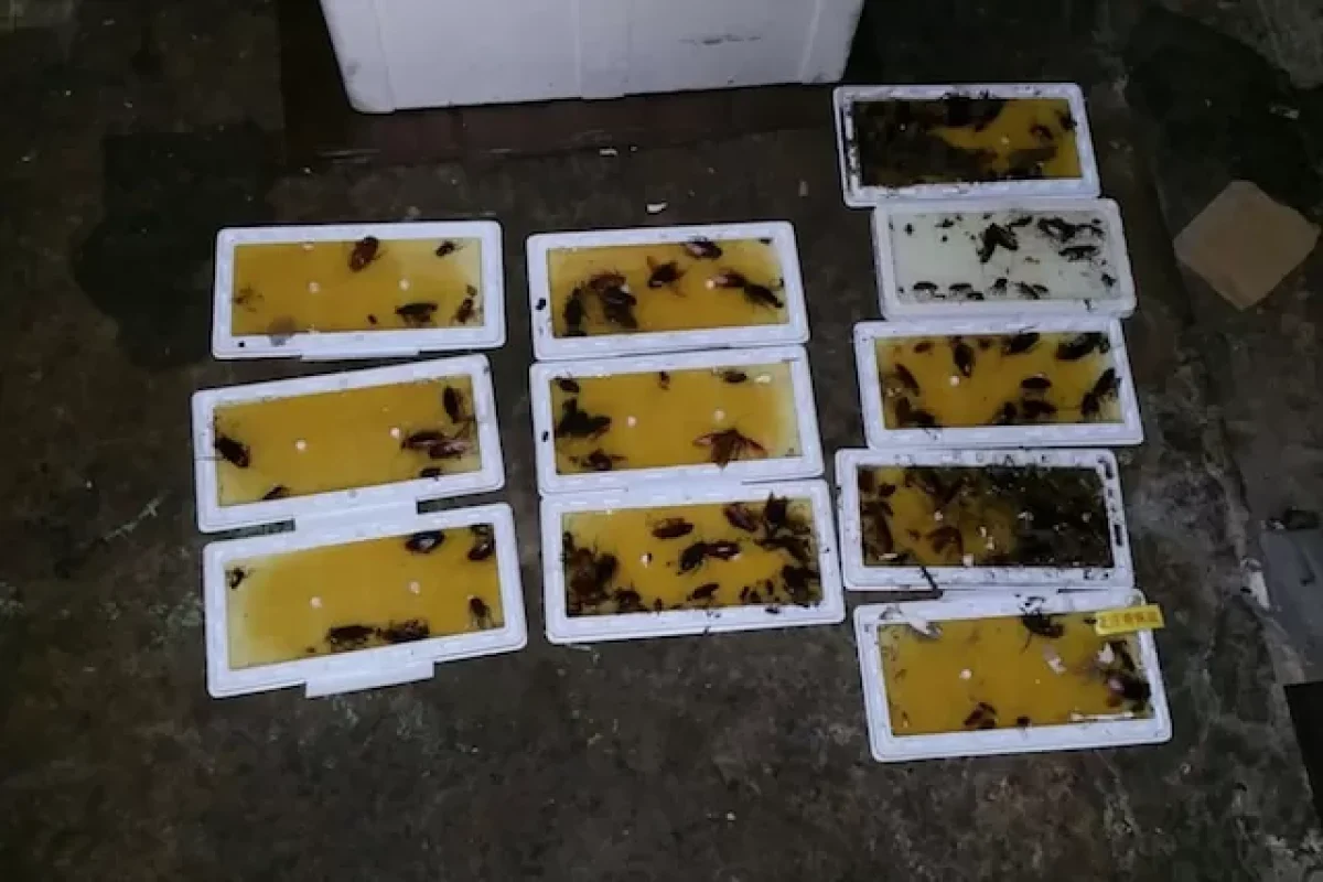 everything-you-need-to-know-about-cockroach-pest-control