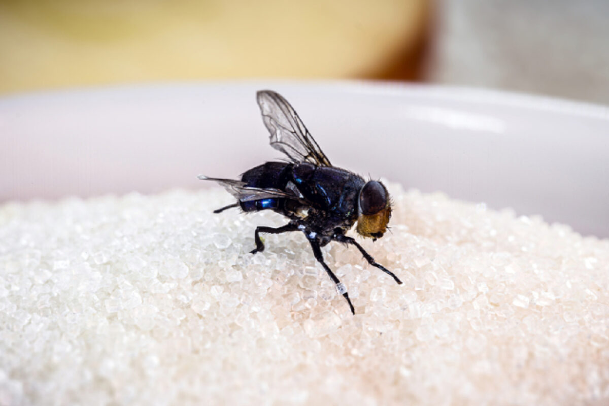 Flies 101: 3 Types Of Flies And The Risks They Carry