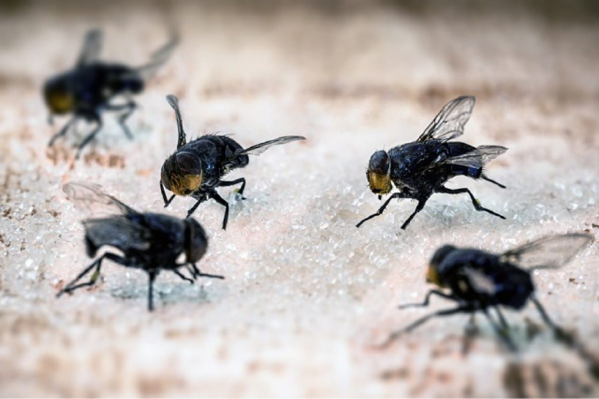 Flies At Work: How Can It Negatively Impact Your Business?