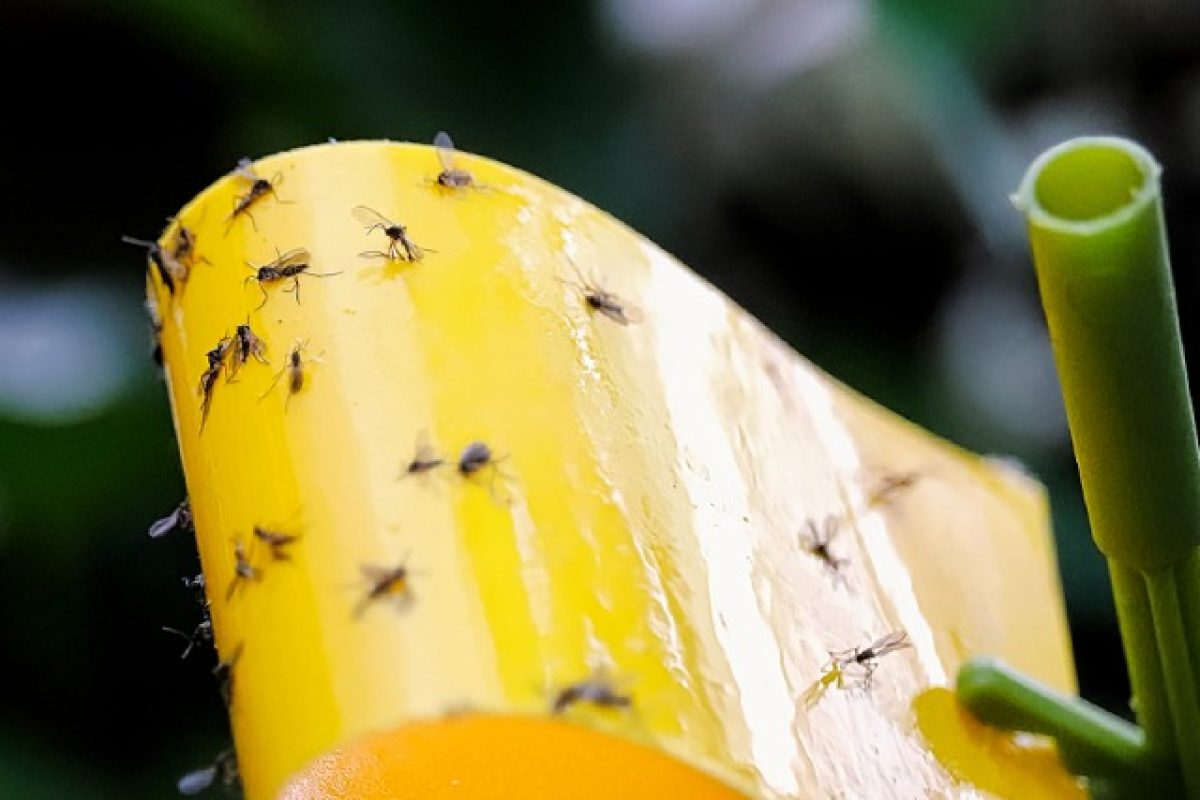 Fungus Gnats And How To Keep Their Population Under Control