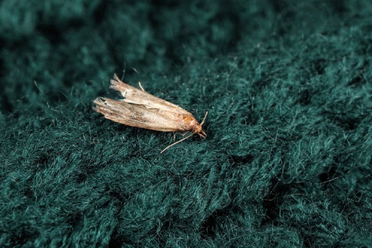 Have A Moth Problem? Here’s How To Keep Them In Check