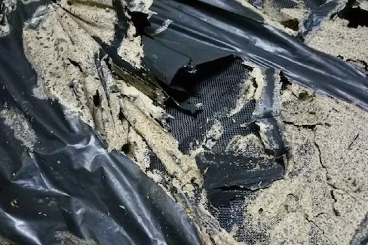 heres-how-you-can-protect-your-home-from-termites