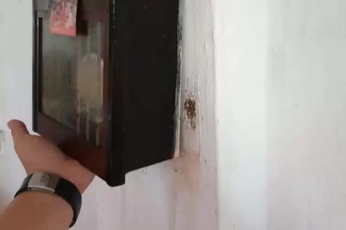 home-remedies-for-chasing-away-bedbug-infestation