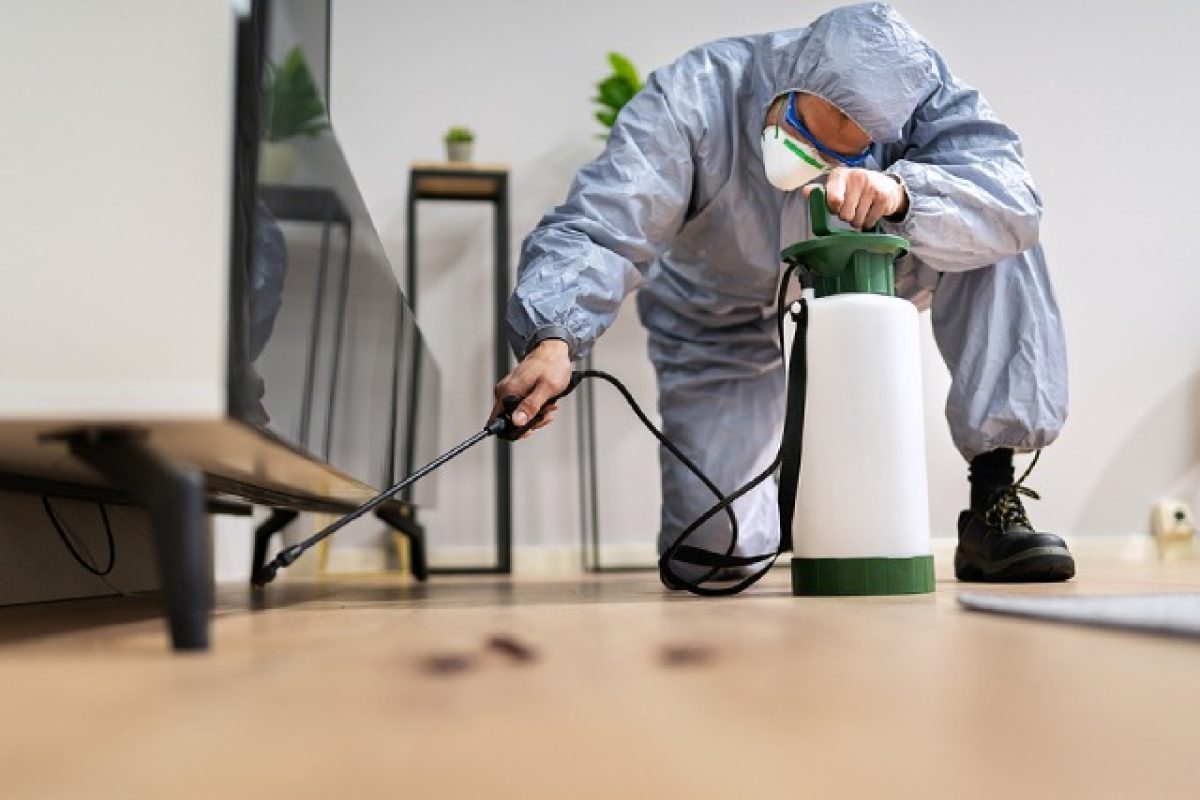 How Early Pest Control Helps You Save More In The Long Run