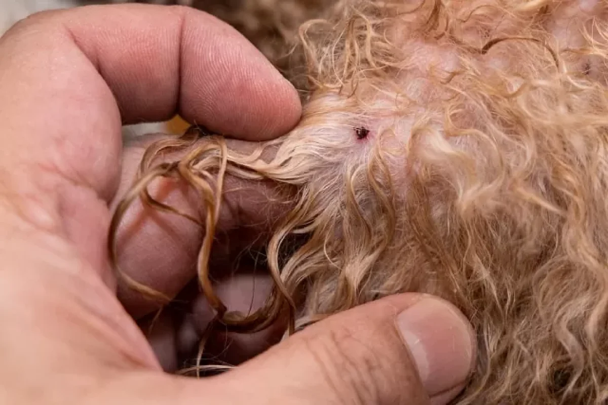 how-fleas-can-pose-a-serious-problem-to-your-household