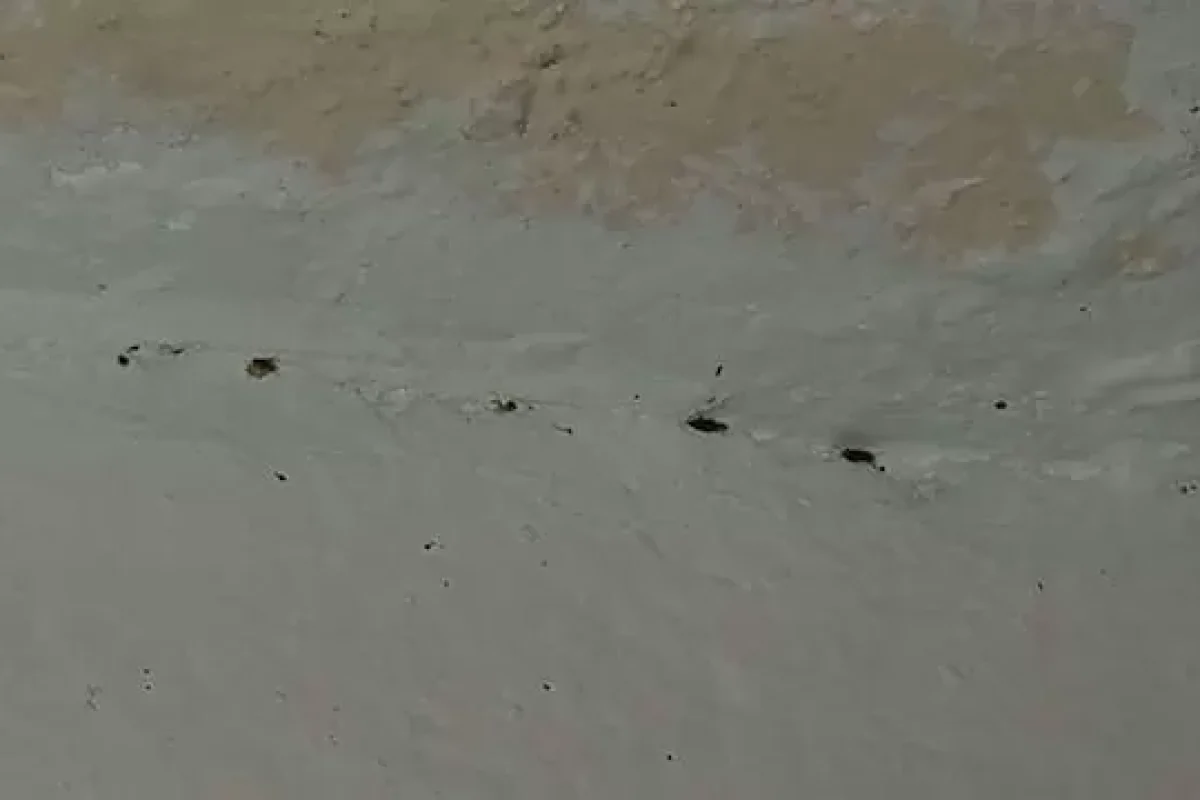 how-to-recognise-and-deal-with-ant-infestations-at-home