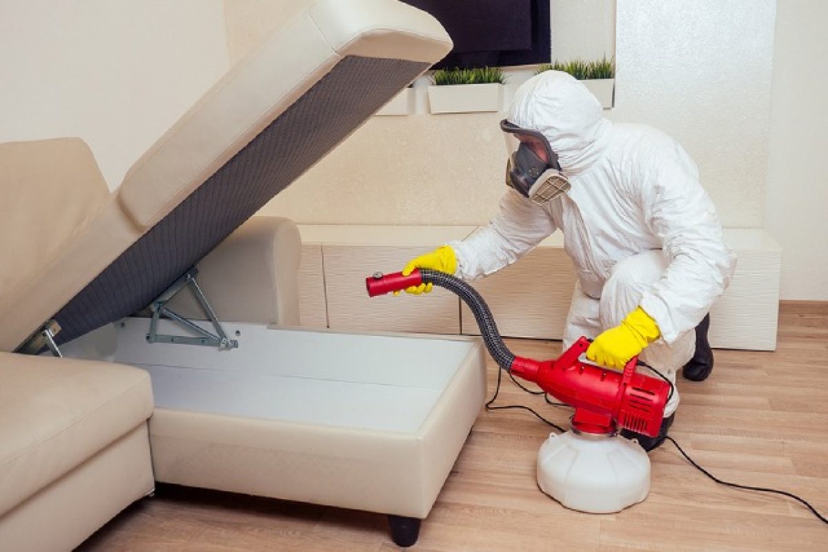 How To Rid Your Upholstered Furniture Of Unwanted Pests