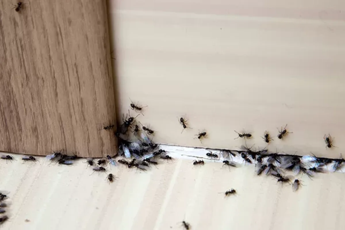 identifying-the-diverse-types-of-common-insects
