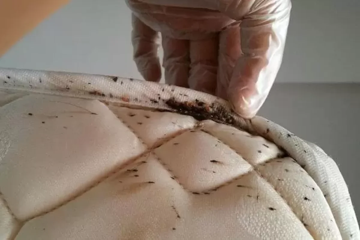 learn-how-to-recognise-and-deal-with-bed-bugs-in-the-home