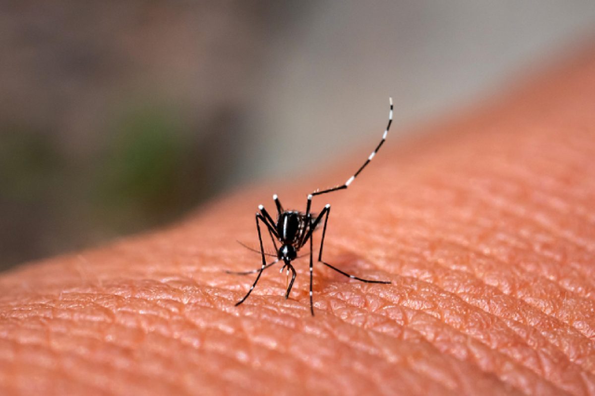 Mosquito Bites: Causes, Why They Itch & How To Ease The Pain