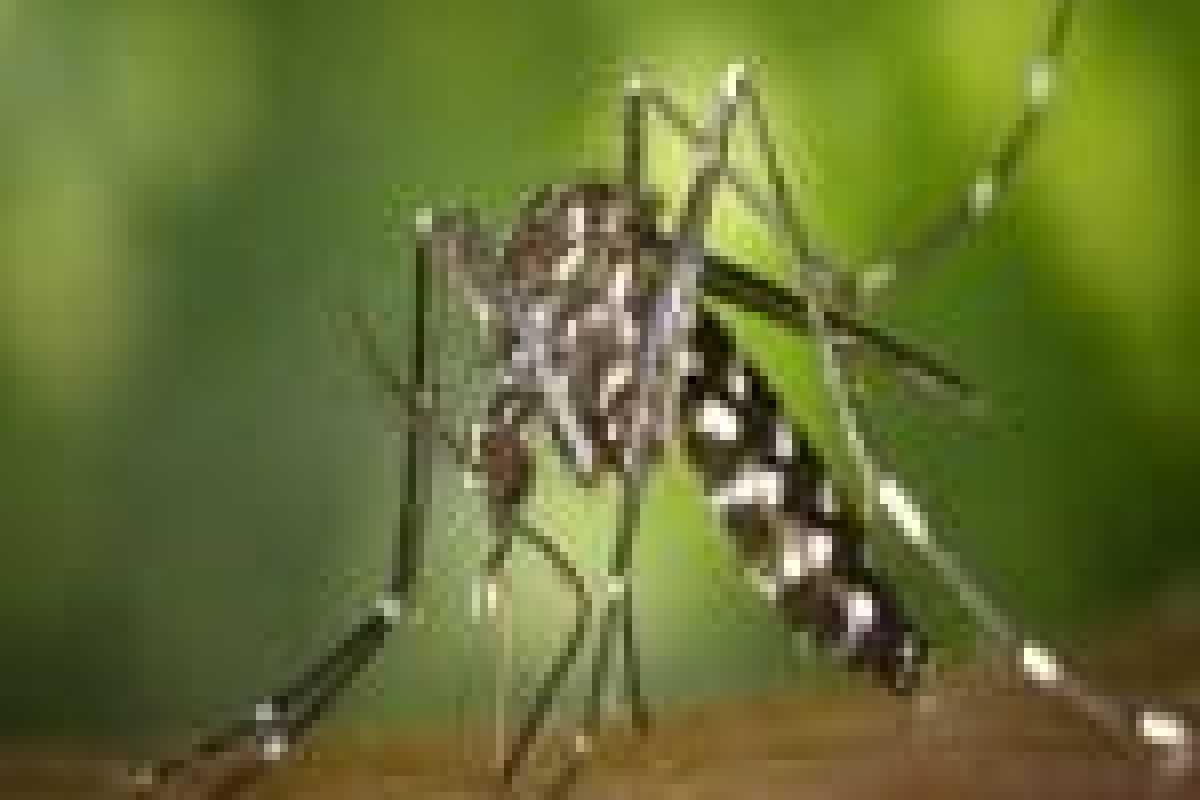 mosquito-pest-control-singapore-150x150