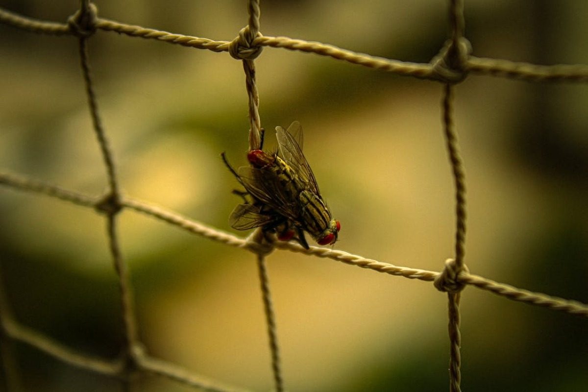 pest-control-for-flies-in-singapore-treatment-methods-services-and-how-to-book