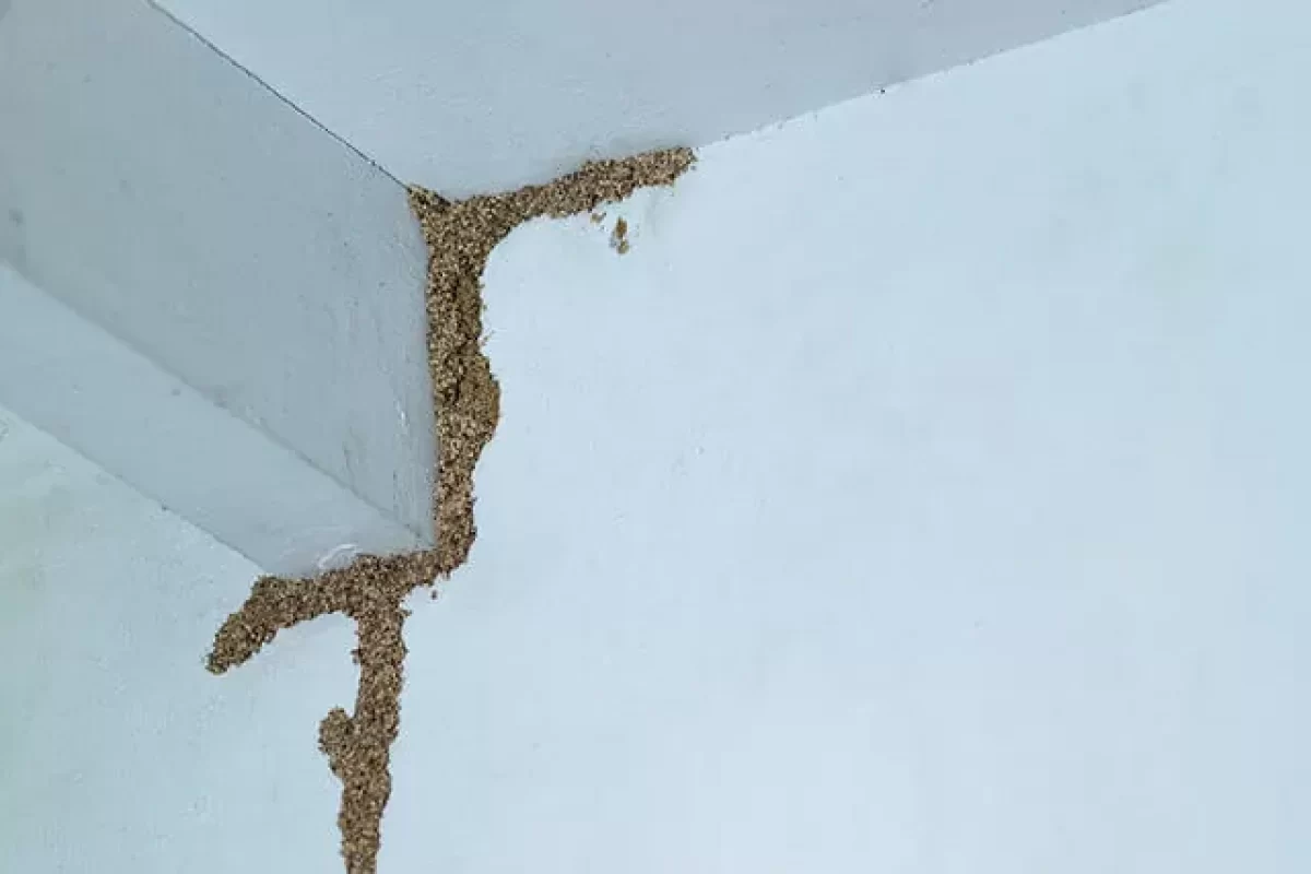 preventing-termite-infestations-in-your-home