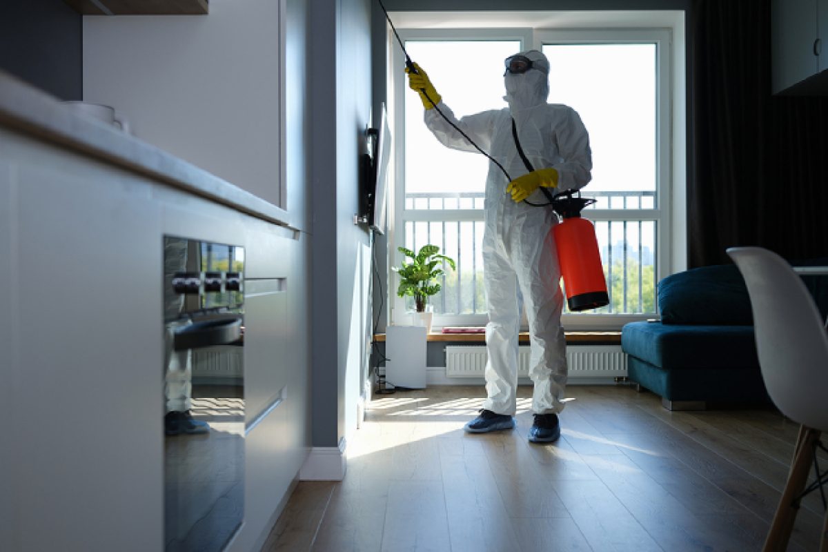 Regular Pest Control: The Top 5 Reasons For Its Importance