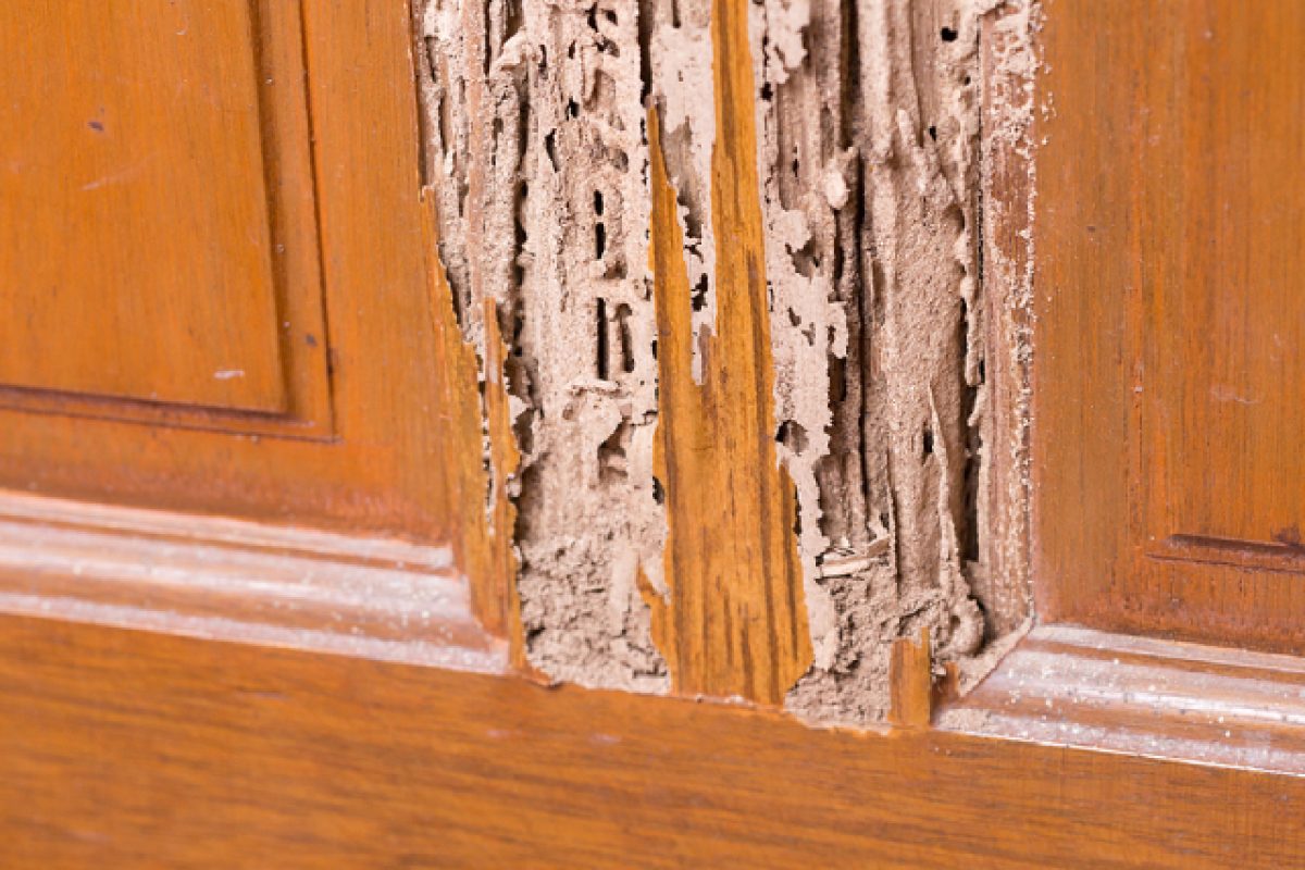 Risk & Removal: How Dangerous Are Drywood Termites, Really?