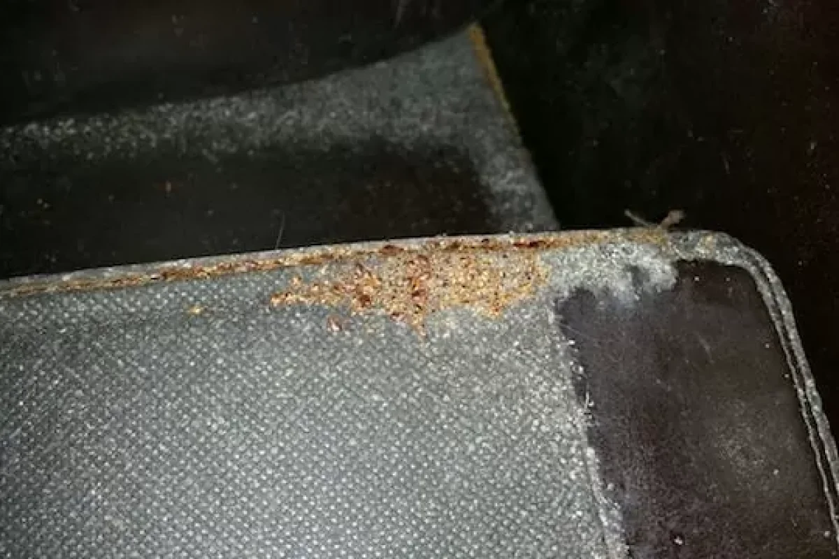 sign-of-pest-infestation-you-should-learn-to-look-out-for