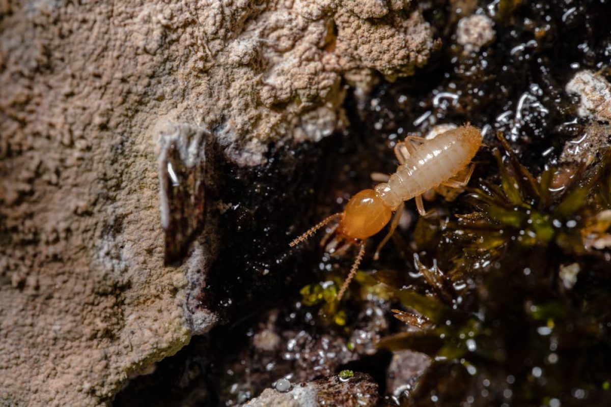subterranean-termites-in-singapore-an-overview