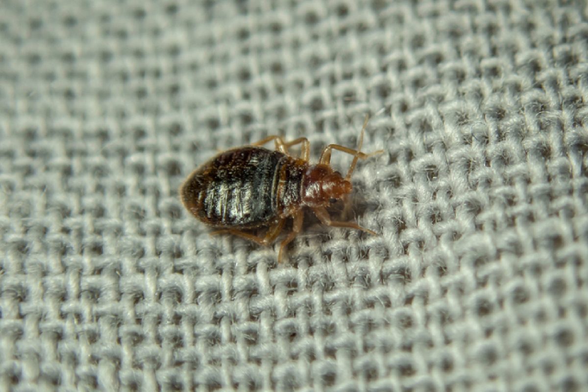 The Global Bed Bug Resurgence And Tips On Staying Safe The Global Bed Bug Resurgence And Tips On Staying Safe
