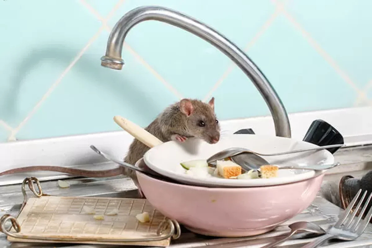 tips-to-make-your-home-rodents-free-at-all-times