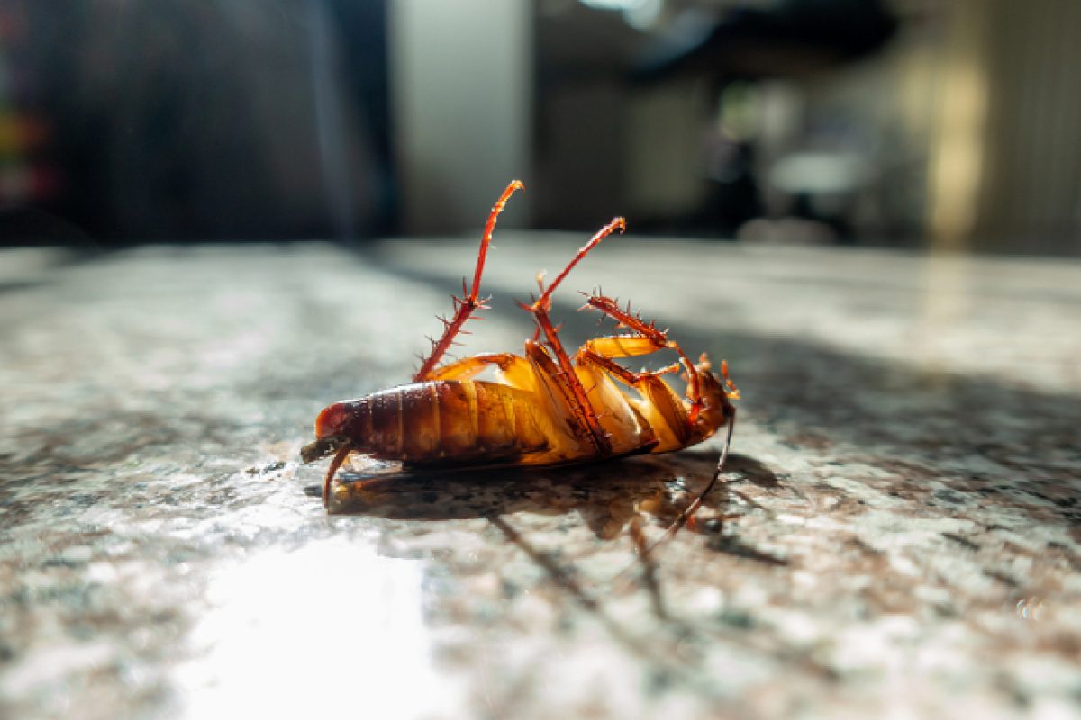 Top 7 Unexpected Cockroach Hideouts You Need To Be Aware Of
