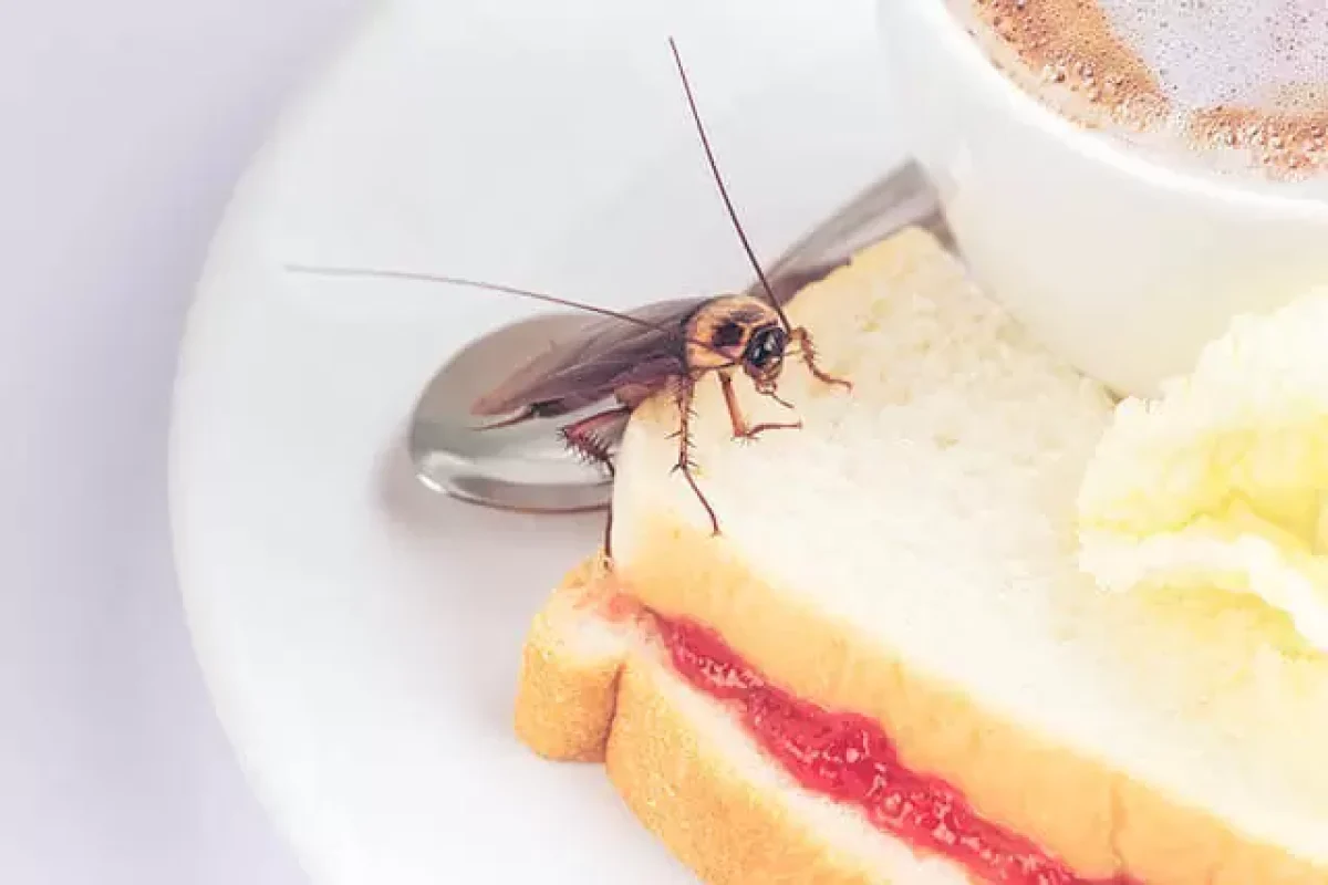 top-things-to-check-out-for-when-inspecting-your-house-for-bugs