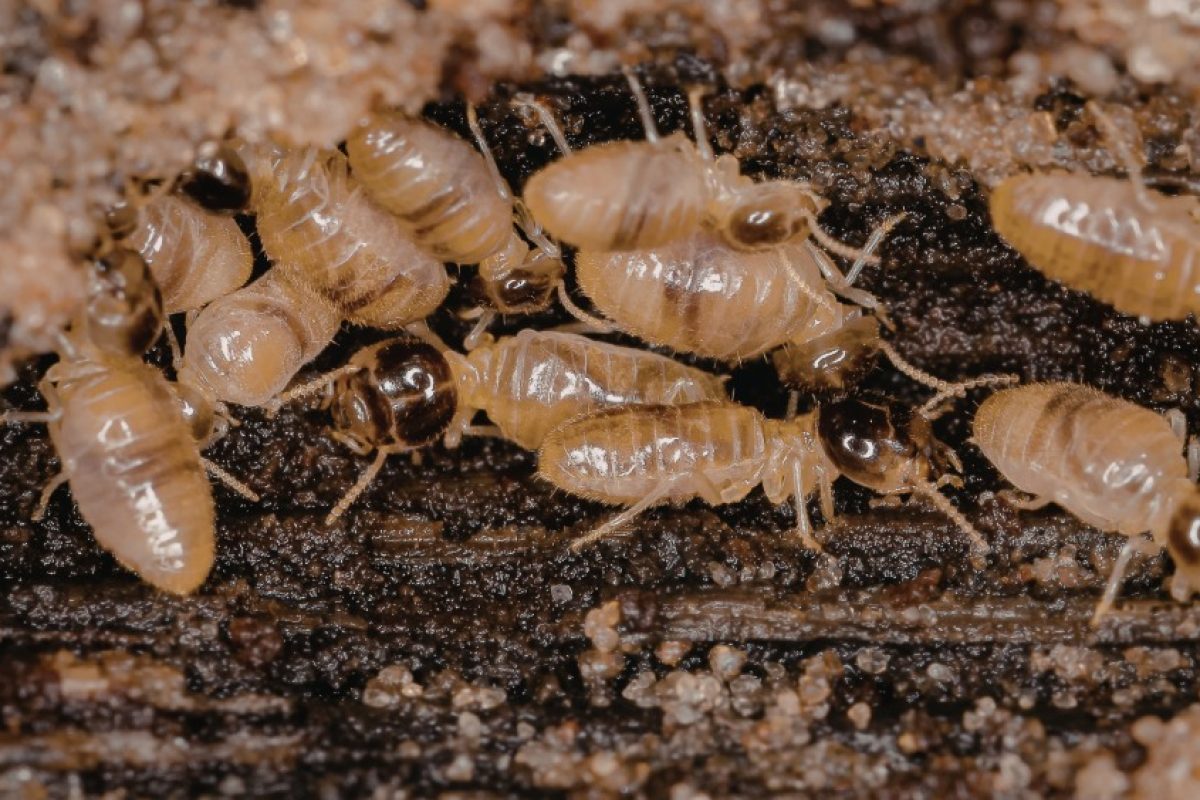 what-are-the-differences-between-subterranean-and-drywood-termites