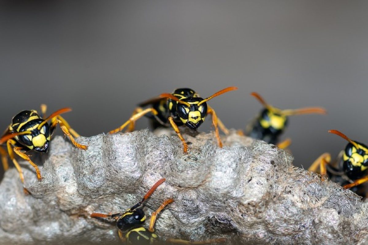 What To Do When Encountering A Wasp Nest At Your Corridor