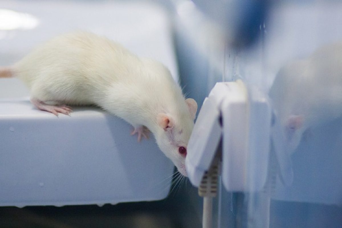 Why Pests In Data Centres Are A Hidden Threat & What To Do