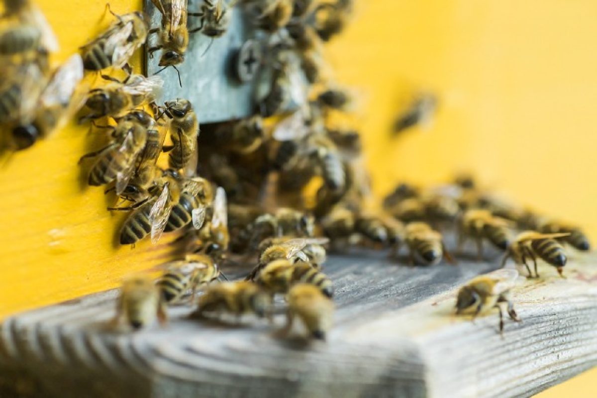 Why You Should Call For Bee Relocation When Dealing With Bees