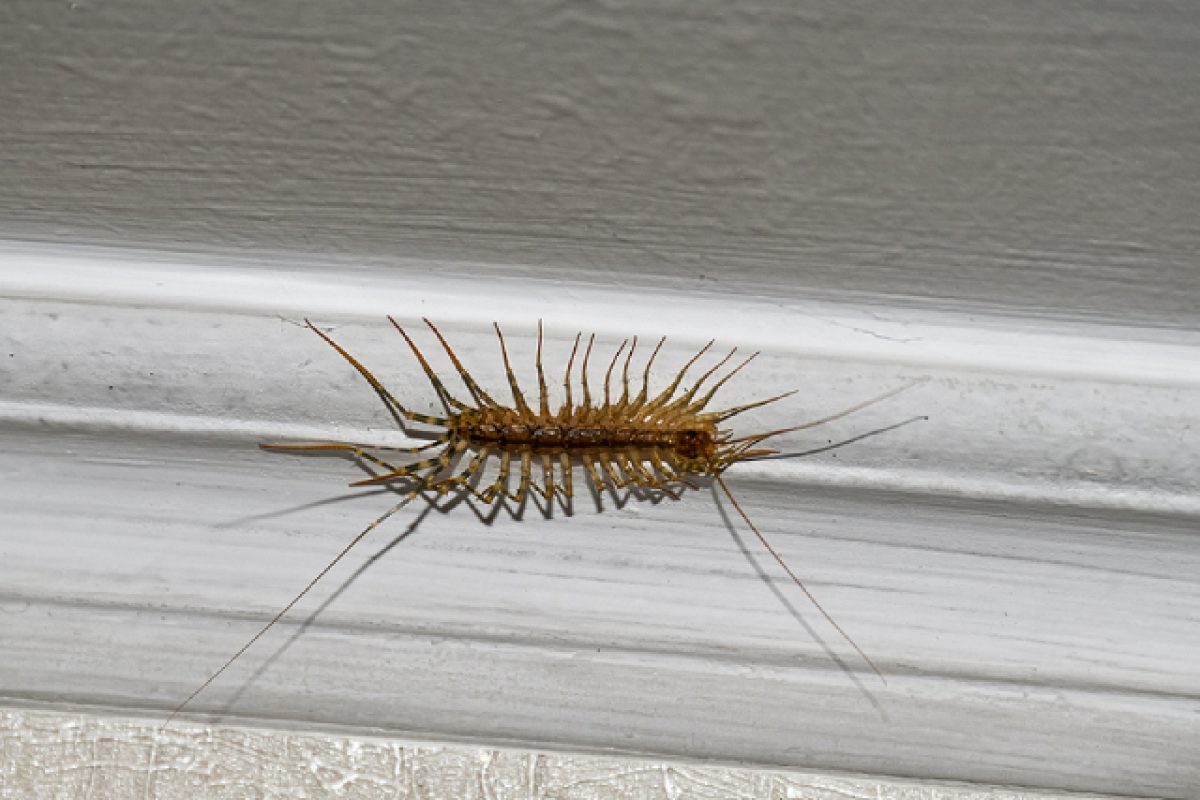 Why Your Bathroom Has Centipedes And How To Get Rid Of Them